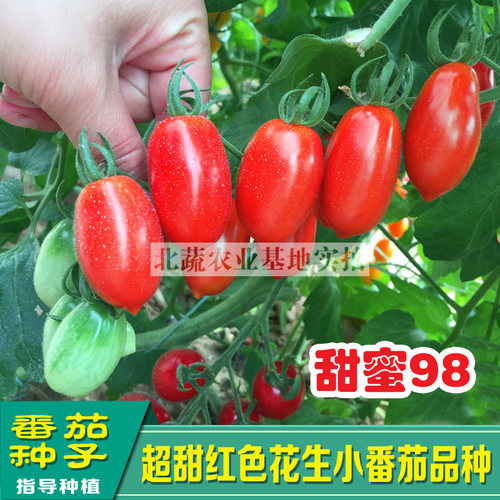 花生小超樱桃番茄四季大棚菜种子