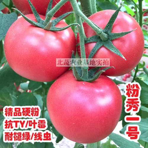 大果耐热精品绿线粉秀番茄种子