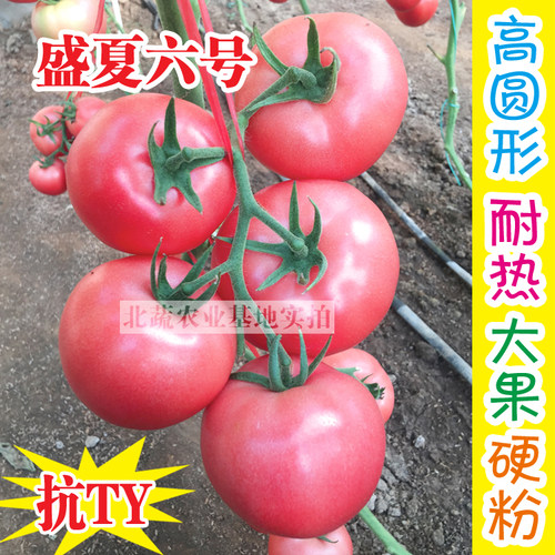 西红柿春季大粉番茄盛夏种子