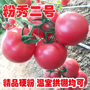 番茄种子大果耐热西红柿种籽抗ty耐褪绿线虫春秋保护地粉秀二号