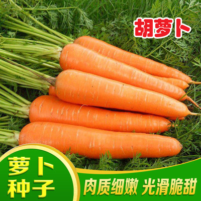 胡萝卜种孑秋冬萝卜七寸菜园种植