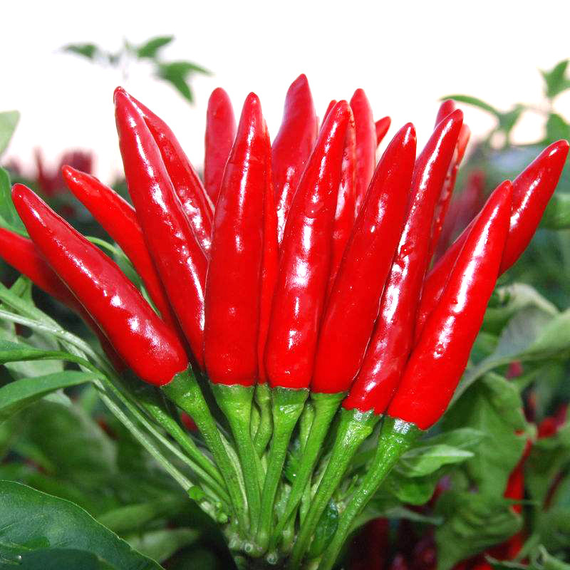 朝天椒种籽辣椒种子小米辣椒种孑四季菜园阳台盆栽蔬菜种子,鲜花速递/花卉仿真/绿植园艺,家庭园艺种子,淘宝优惠券,粉丝福利购,淘宝优惠卷