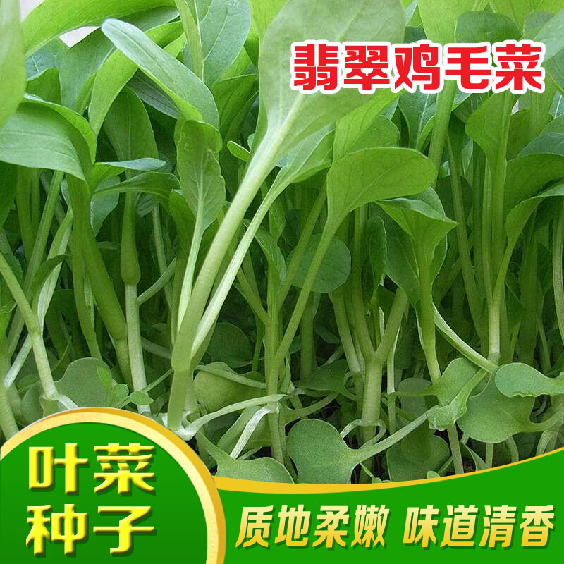 蔬菜速生四季播鸡毛菜