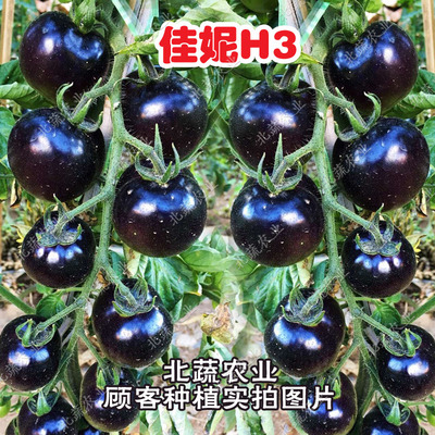 黑番茄种黑蕃茄种子黑西红柿籽甜