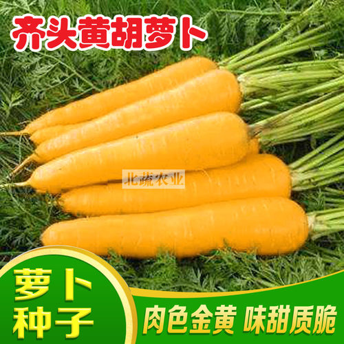 萝卜种子胡萝卜四季种子菜园