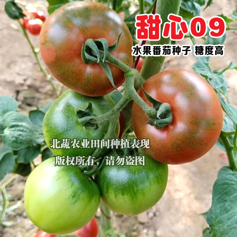 番茄甜心铁皮绿腚四季露地种子