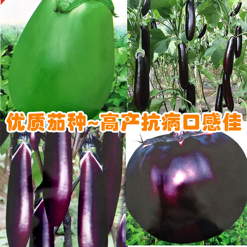 蔬菜长茄子四季苗黑紫色绿青种籽