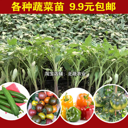 圣女果苗秧樱桃番茄苗水果番茄秧苗铁皮西红柿青椒苗茄子苗蔬菜苗 - 封面