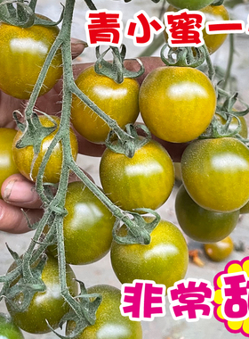 绿色小番茄种子秧苗超甜黄绿色青口蜜类型小柿子籽四季青小蜜一号