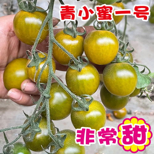 超甜绿色小番茄种子苗秧青口蜜一