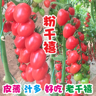 圣女果种籽苗秧千禧小番茄种孑四季 樱桃番茄种子超甜阳台庭院盆栽