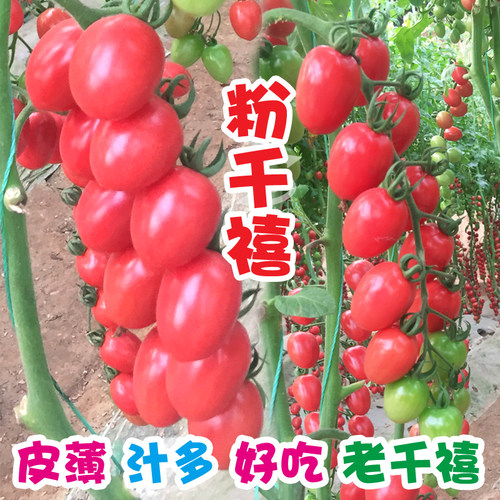 圣女果种籽苗秧小番茄种孑千禧甜