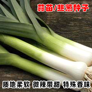 韭葱种籽扁叶葱种籽蒜苗籽耐寒青蒜种籽四季盆栽菜园蔬菜种孑