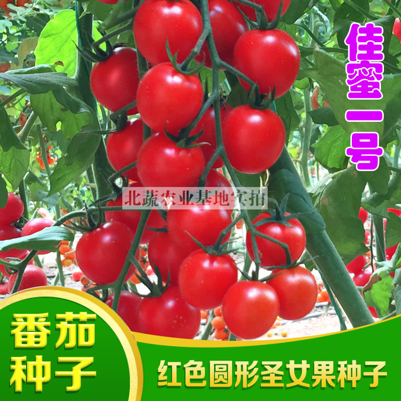 小番茄种子超甜红色圆形圣女果苗种籽小柿子种孑西红柿佳蜜一号