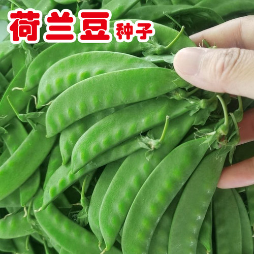 四季荷兰豆种子易种植