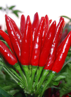 朝天椒种籽辣椒种孑红色小米辣种子黄色四季春季菜园庭院阳台盆栽