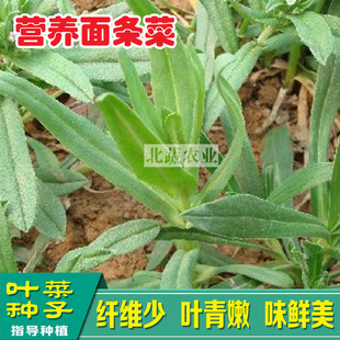 面条菜种子野菜种籽小青菜种青菜籽秋冬蔬菜籽菜园阳台菜种子四季