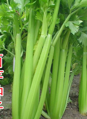 文图拉高产春夏四季芹菜种子