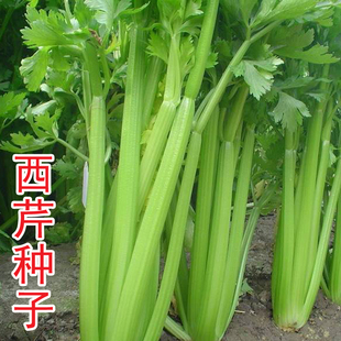 芹菜种子文图拉西芹四季小香芹种籽山芹好吃小芹菜春夏秋四季
