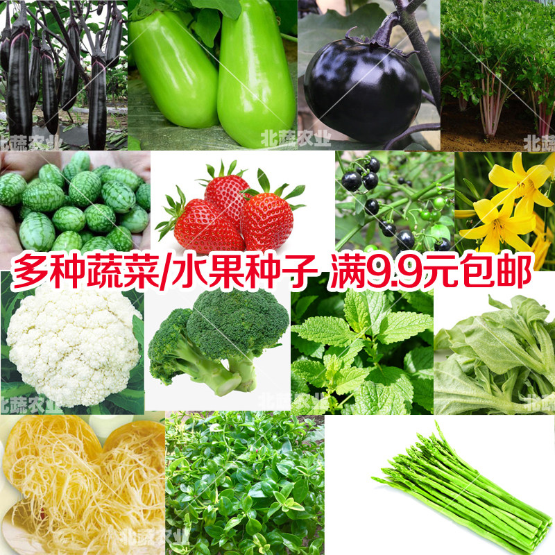 春季菜籽种蔬菜种孑春播菜种砍瓜茄子芦笋四季绞瓜各种菜籽 - 实物图