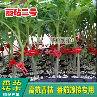 番茄嫁接砧木种子西红柿钻木种籽抗青枯亲和力强四季易成活丽砧