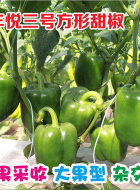 甜椒种子五彩椒种籽太空椒苗方椒灯笼椒秧大棚大田四季丰悦三号