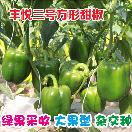 甜椒种子苗秧四季露地保护地