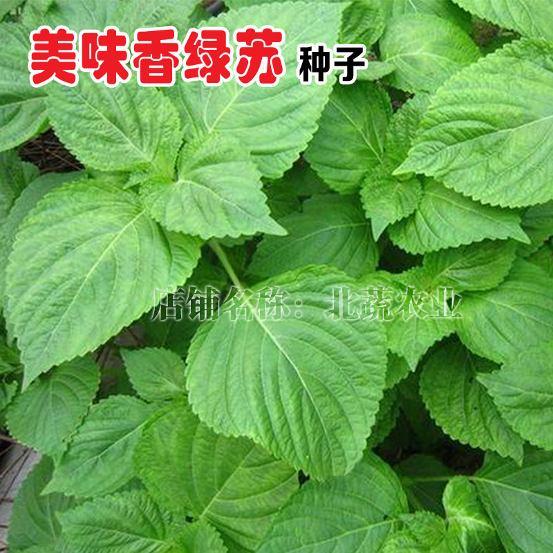 苏子籽紫苏子种籽紫苏籽食用香草种子野菜盆栽露天四季蔬菜种孑