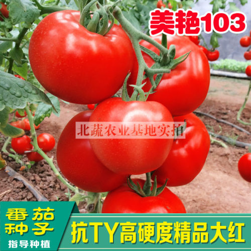 大红高硬露天美艳番茄种子