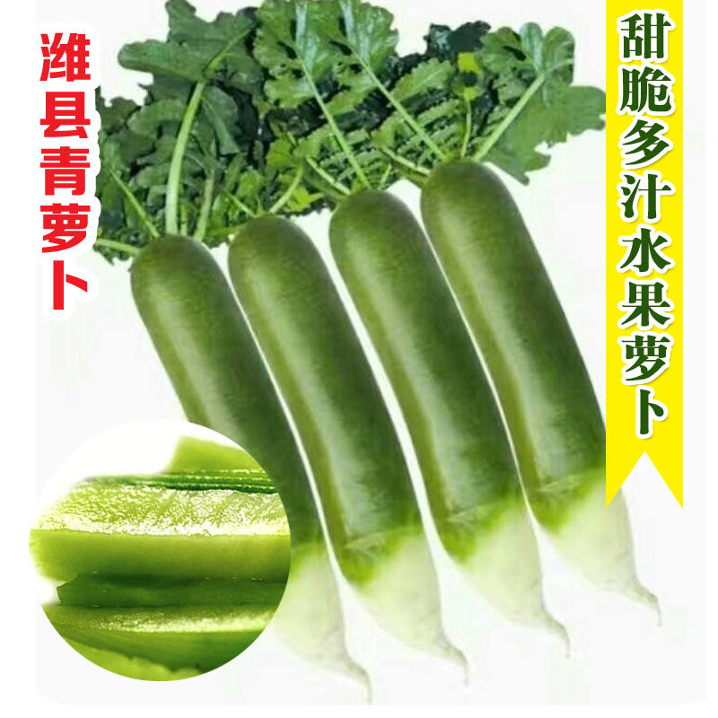 萝卜种籽大全水果萝卜籽种秋潍县青萝卜种子潍坊水果萝卜种孑罗卜,鲜花速递/花卉仿真/绿植园艺,家庭园艺种子,淘宝优惠券,粉丝福利购,淘宝优惠卷