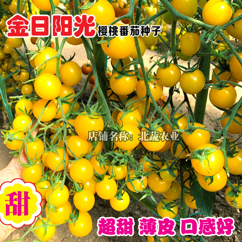 圣女果种籽超甜黄色小番茄种孑苗