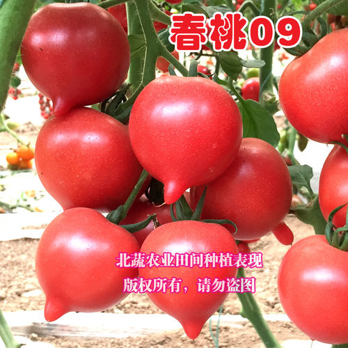 西红柿四季桃形菜园大棚小番茄