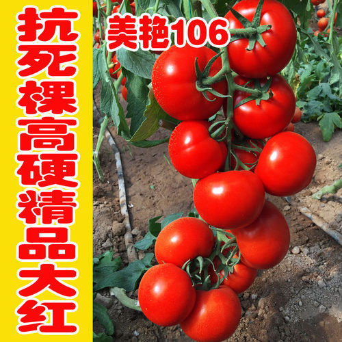 线虫高硬红果番茄美艳种子