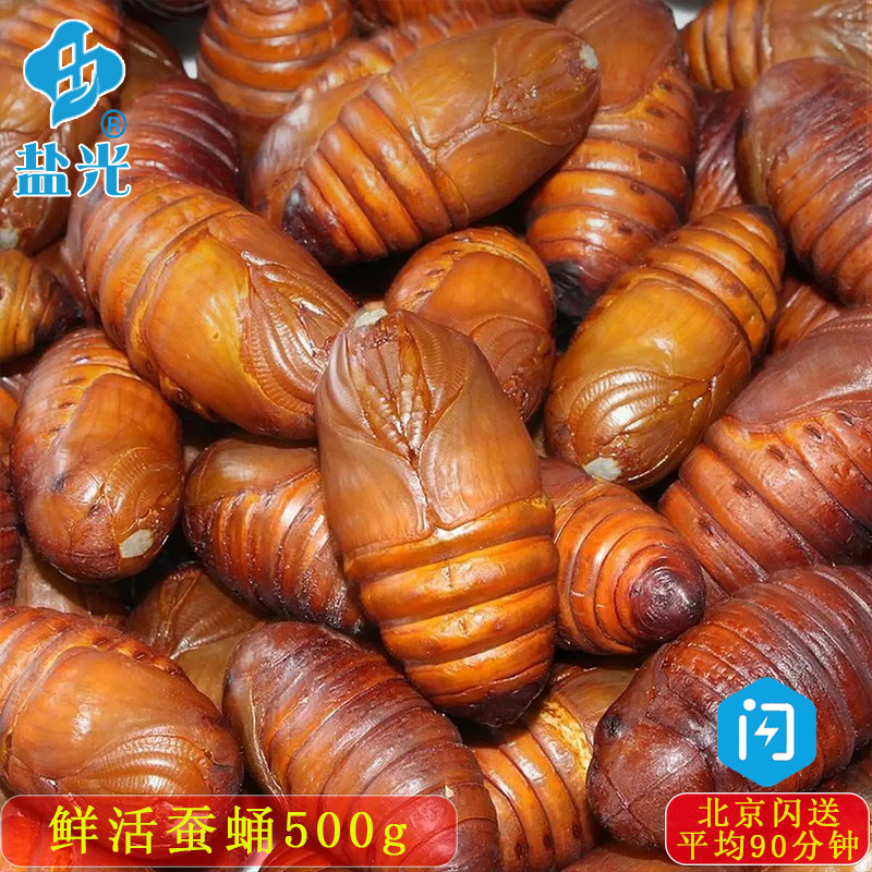 鲜活蚕蛹大黄埇500g蝉蛹高蛋白柞蚕蛹黄茧蛹子东北特产