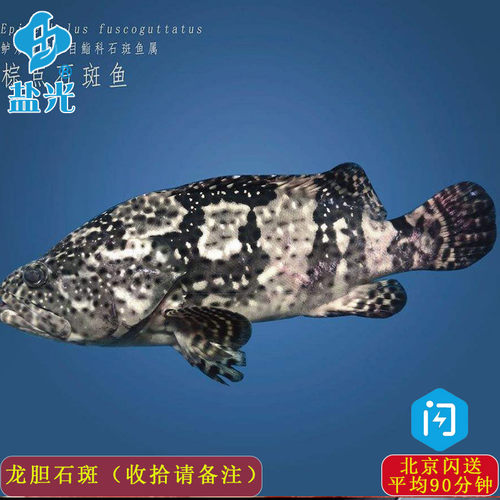 鲜活龙胆石斑鱼700-800g福建海捕青斑