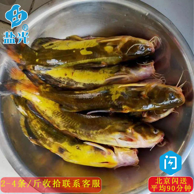 鲜活嘎鱼500g昂刺下奶需要收拾