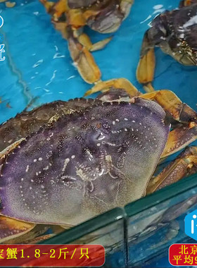 盐光海鲜珍宝蟹1.8-2斤/只面包