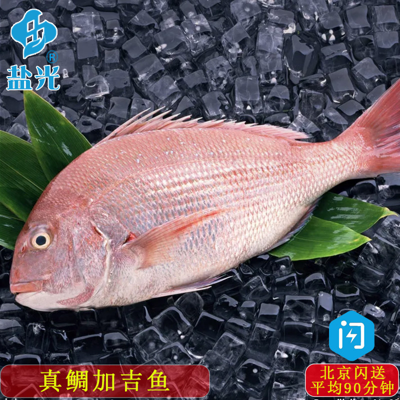 冰鲜新鲜真鲷鱼 加吉鱼 海钓日料食材 红鲷鱼 海鱼需约 盐光