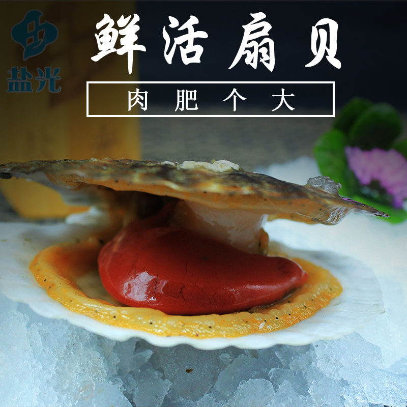 大连野生鲜活獐子岛扇贝新鲜