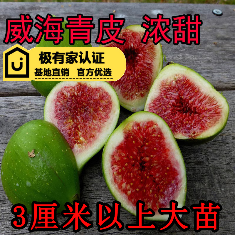 绿皮耐寒浓甜红肉甜糯威海青皮无花果树苗无花果苗盆栽阳台特大果