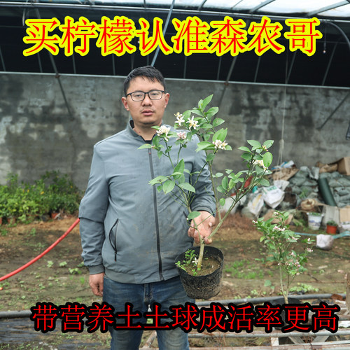 食用泡茶香水柠檬树苗