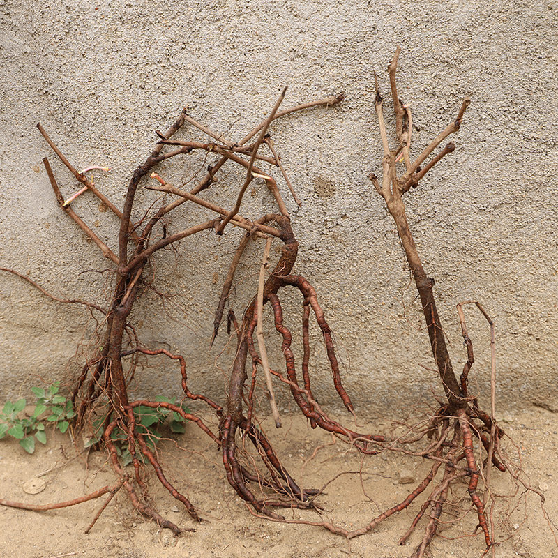 爬山虎大小幼苗五叶爬爬墙虎苗苗绿化木苗复绿苗木遮荫藤ixd植物