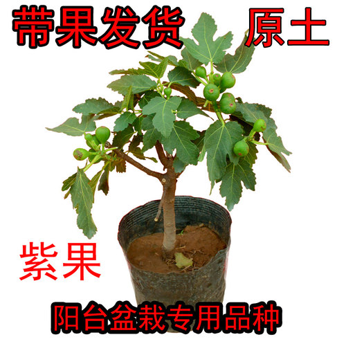 森农哥红矮生无花果树苗