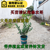 大果薄雾蓝莓苗北方L25蓝莓树果苗南方种植盆栽地栽杯苗