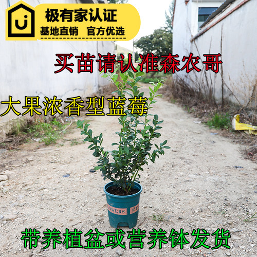 森农哥原盆原土薄雾蓝莓树苗