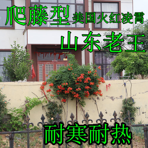 盆栽地栽种子爬藤植物凌霄花苗