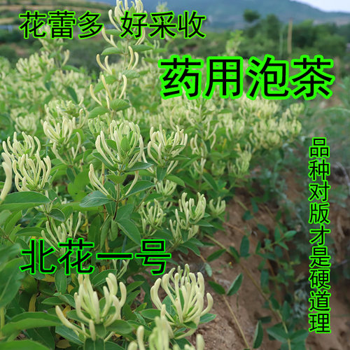 森农哥中药材种植食用金银花