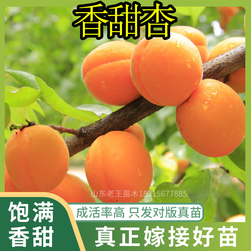 甜杏仁浓香珍珠油杏带果南北方