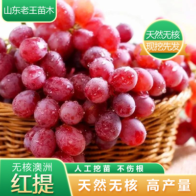 森农哥澳洲美人指葡萄树苗