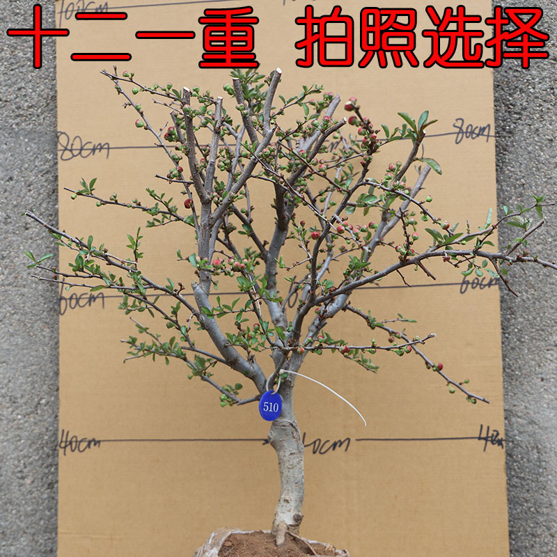 森农哥海棠十五年老店品种保证